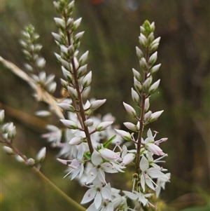 Veronica derwentiana at Captains Flat, NSW - 22 Dec 2024