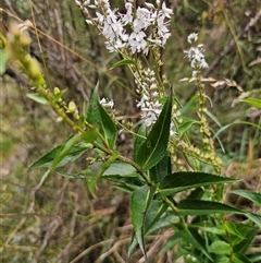 Veronica derwentiana at Captains Flat, NSW - 22 Dec 2024 02:30 PM