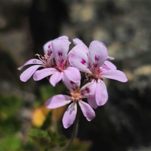 Pelargonium australe at Captains Flat, NSW - 22 Dec 2024