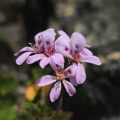 Pelargonium australe (Austral Stork's-bill) at Captains Flat, NSW - 22 Dec 2024 by Csteele4