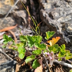 Pelargonium australe at Captains Flat, NSW - 22 Dec 2024 02:32 PM