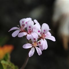 Pelargonium australe at Captains Flat, NSW - 22 Dec 2024