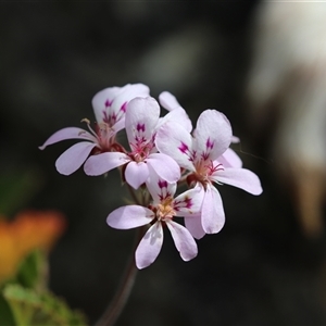 Pelargonium australe at Captains Flat, NSW - 22 Dec 2024 02:32 PM