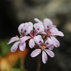 Pelargonium australe at Captains Flat, NSW - 22 Dec 2024