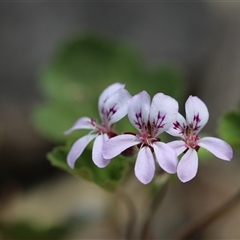 Pelargonium australe at Captains Flat, NSW - 22 Dec 2024 02:32 PM