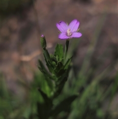 Epilobium billardiereanum subsp. hydrophilum at Captains Flat, NSW - 22 Dec 2024 by Csteele4