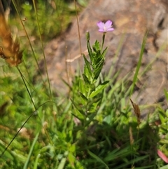 Epilobium billardiereanum subsp. hydrophilum at Captains Flat, NSW - 22 Dec 2024