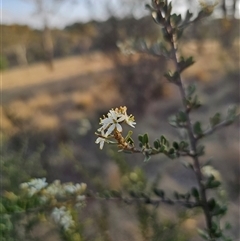 Bursaria spinosa subsp. lasiophylla (Australian Blackthorn) at Glen Fergus, NSW - 21 Dec 2024 by Csteele4