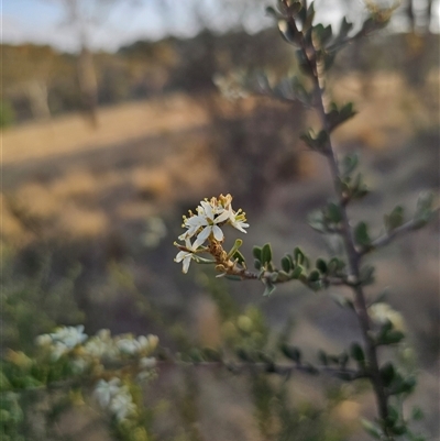 Bursaria spinosa subsp. lasiophylla (Australian Blackthorn) at Glen Fergus, NSW - 21 Dec 2024 by Csteele4