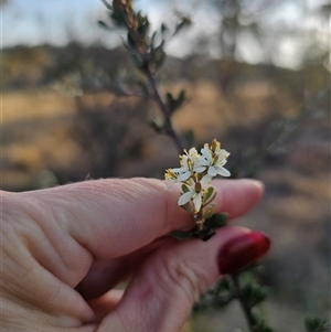 Bursaria spinosa subsp. lasiophylla at Glen Fergus, NSW - 21 Dec 2024 07:07 PM