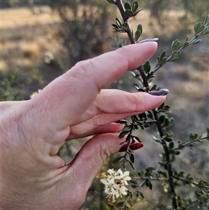 Bursaria spinosa subsp. lasiophylla at Glen Fergus, NSW - 21 Dec 2024 07:07 PM