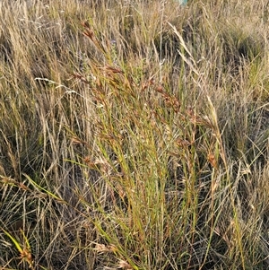 Themeda triandra at Glen Fergus, NSW - 21 Dec 2024 06:55 PM