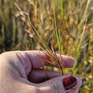 Themeda triandra at Glen Fergus, NSW - 21 Dec 2024 06:55 PM