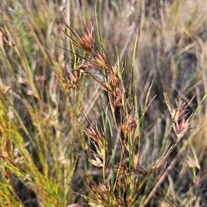 Themeda triandra at Glen Fergus, NSW - 21 Dec 2024 06:55 PM