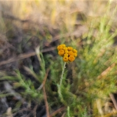 Chrysocephalum semipapposum (Clustered Everlasting) at Glen Fergus, NSW - 21 Dec 2024 by Csteele4