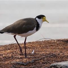 Vanellus miles (Masked Lapwing) at Symonston, ACT - 22 Dec 2024 by RodDeb