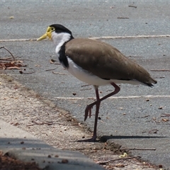 Vanellus miles at Symonston, ACT - 22 Dec 2024 12:30 PM