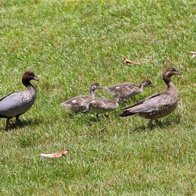 Chenonetta jubata (Australian Wood Duck) at Symonston, ACT - 22 Dec 2024 by RodDeb