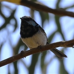 Malurus cyaneus (Superb Fairywren) at Symonston, ACT - 22 Dec 2024 by RodDeb