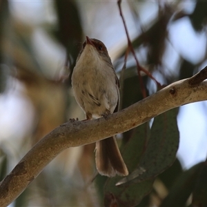 Malurus cyaneus at Symonston, ACT - 22 Dec 2024