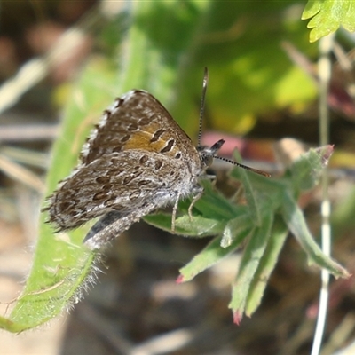 Lucia limbaria (Chequered Copper) at Symonston, ACT - 22 Dec 2024 by RodDeb