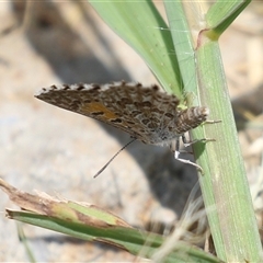 Lucia limbaria at Symonston, ACT - 22 Dec 2024 11:41 AM