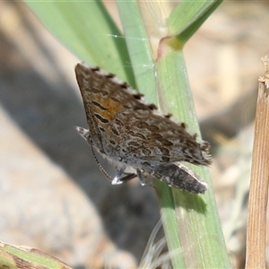 Lucia limbaria at Symonston, ACT - 22 Dec 2024