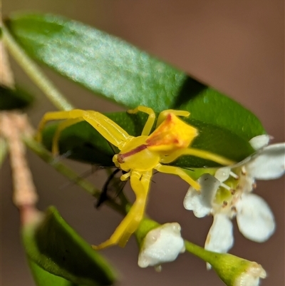 Sidymella sp. (genus) (A crab spider) at Vincentia, NSW - 18 Dec 2024 by Miranda