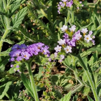 Unidentified Other Wildflower or Herb at Nulkaba, NSW - 22 Dec 2024 by trevorpreston