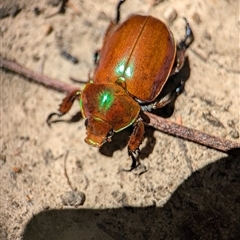 Anoplognathus sp. (genus) at Vincentia, NSW - 18 Dec 2024 by Miranda