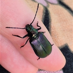 Phaolus metallicus (Longhorn beetle) at Bungendore, NSW - 22 Dec 2024 by clarehoneydove