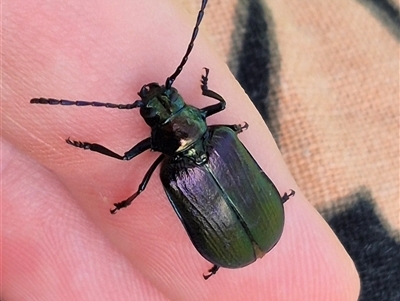 Phaolus metallicus (Longhorn beetle) at Bungendore, NSW - 22 Dec 2024 by clarehoneydove