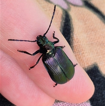 Phaolus metallicus (Longhorn beetle) at Bungendore, NSW - 22 Dec 2024 by clarehoneydove