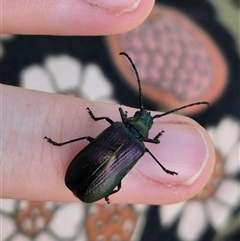 Phaolus metallicus at suppressed - 22 Dec 2024