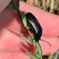 Phaolus metallicus at suppressed - suppressed