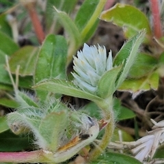 Unidentified Other Wildflower or Herb at Nulkaba, NSW - 22 Dec 2024 by trevorpreston