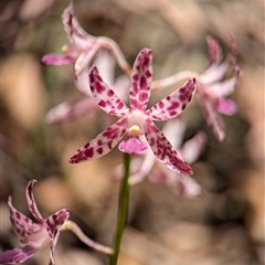 Dipodium variegatum (Blotched Hyacinth Orchid) at Vincentia, NSW - 18 Dec 2024 by Miranda