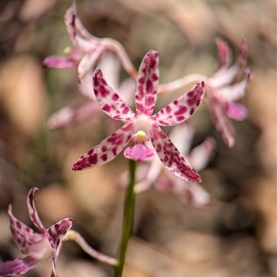 Dipodium variegatum (Blotched Hyacinth Orchid) at Vincentia, NSW - 18 Dec 2024 by Miranda