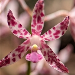 Dipodium variegatum at Vincentia, NSW - 18 Dec 2024