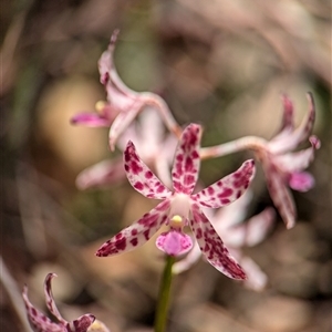 Dipodium variegatum at Vincentia, NSW - suppressed