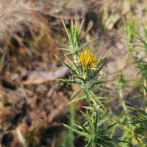 Carthamus lanatus at Berridale, NSW - 21 Dec 2024