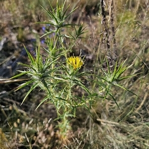 Carthamus lanatus at Berridale, NSW - 21 Dec 2024