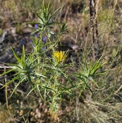 Carthamus lanatus at Berridale, NSW - 21 Dec 2024