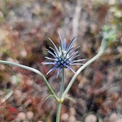 Eryngium ovinum (Blue Devil) at Berridale, NSW - 21 Dec 2024 by Csteele4