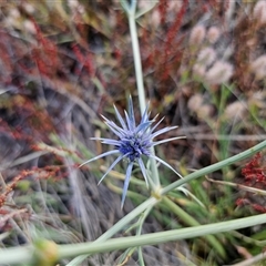 Eryngium ovinum at Berridale, NSW - 21 Dec 2024 05:10 PM