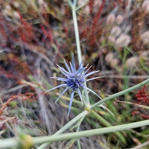 Eryngium ovinum at Berridale, NSW - 21 Dec 2024 05:10 PM