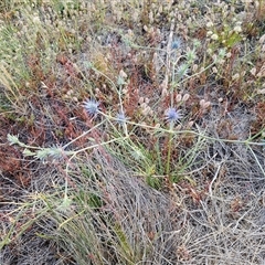 Eryngium ovinum at Berridale, NSW - 21 Dec 2024 05:10 PM
