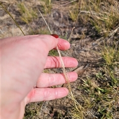 Austrostipa scabra (Corkscrew Grass, Slender Speargrass) at Berridale, NSW - 21 Dec 2024 by Csteele4