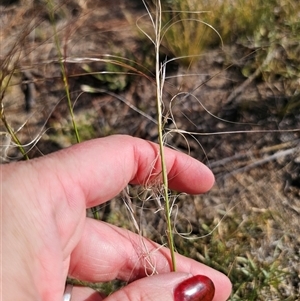 Austrostipa scabra at Berridale, NSW - 21 Dec 2024