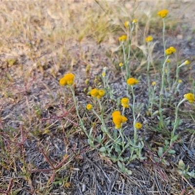 Chrysocephalum apiculatum (Common Everlasting) at Berridale, NSW - 21 Dec 2024 by Csteele4